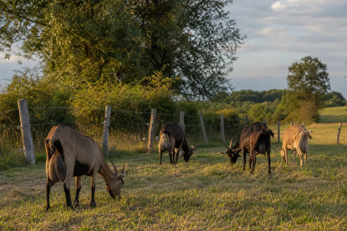Prairie de pâturage avec des chèvres de dos qui broutent une herbe rase, clôture en piquets de bois et haie bocagère, lumière douce de fin de journée
