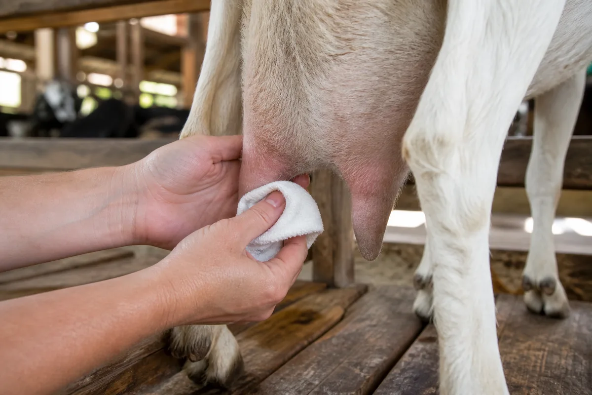 Mains qui nettoient et désinfectent les trayons d&rsquo;une chèvre avec un chiffon avant la traite, dans une chèvrerie éclairée par la lumière du matin