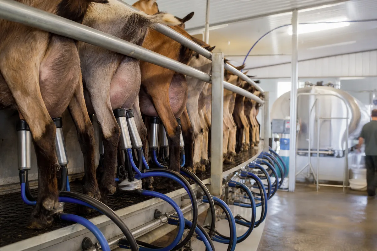 Salle de traite en épi dans une chèvrerie, chèvres alignées sur un quai surélevé avec des griffes de traite mécanique fixées aux mamelles et des tuyaux inox